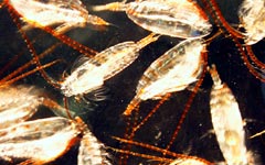 Copepods