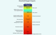 Dead Zone Impacts