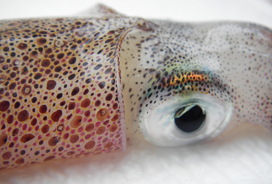 Squid Eye