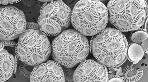 Coccolithophores