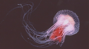 Lion's Mane Jellyfish