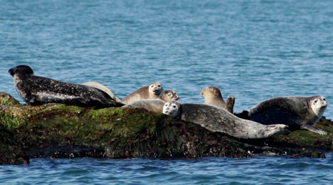 Harbor Seals