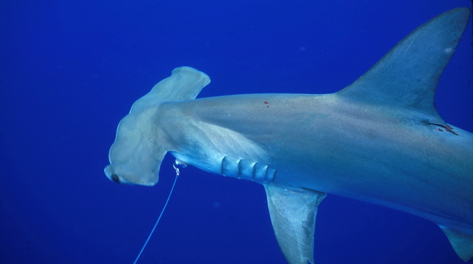 Scalloped hammerhead, Sphyrna lewini