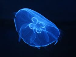 A distinguishing feature of the moon jelly Aurelia aurita is its clover-shaped gonads. © Hans Hillewaert