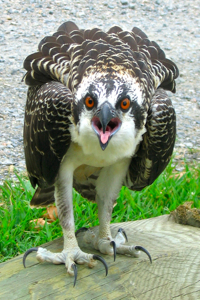 A fledgling osprey. Photo by Mike Oesterling.