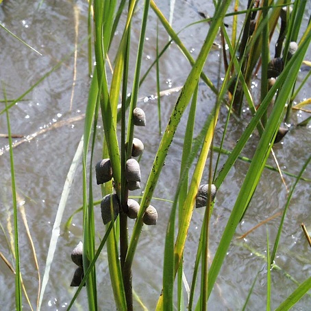 Snails on Grass