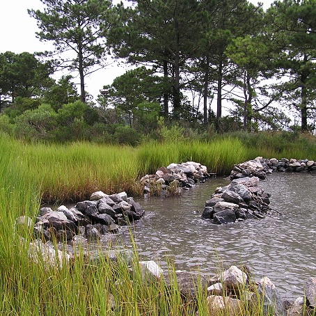 Living Shoreline