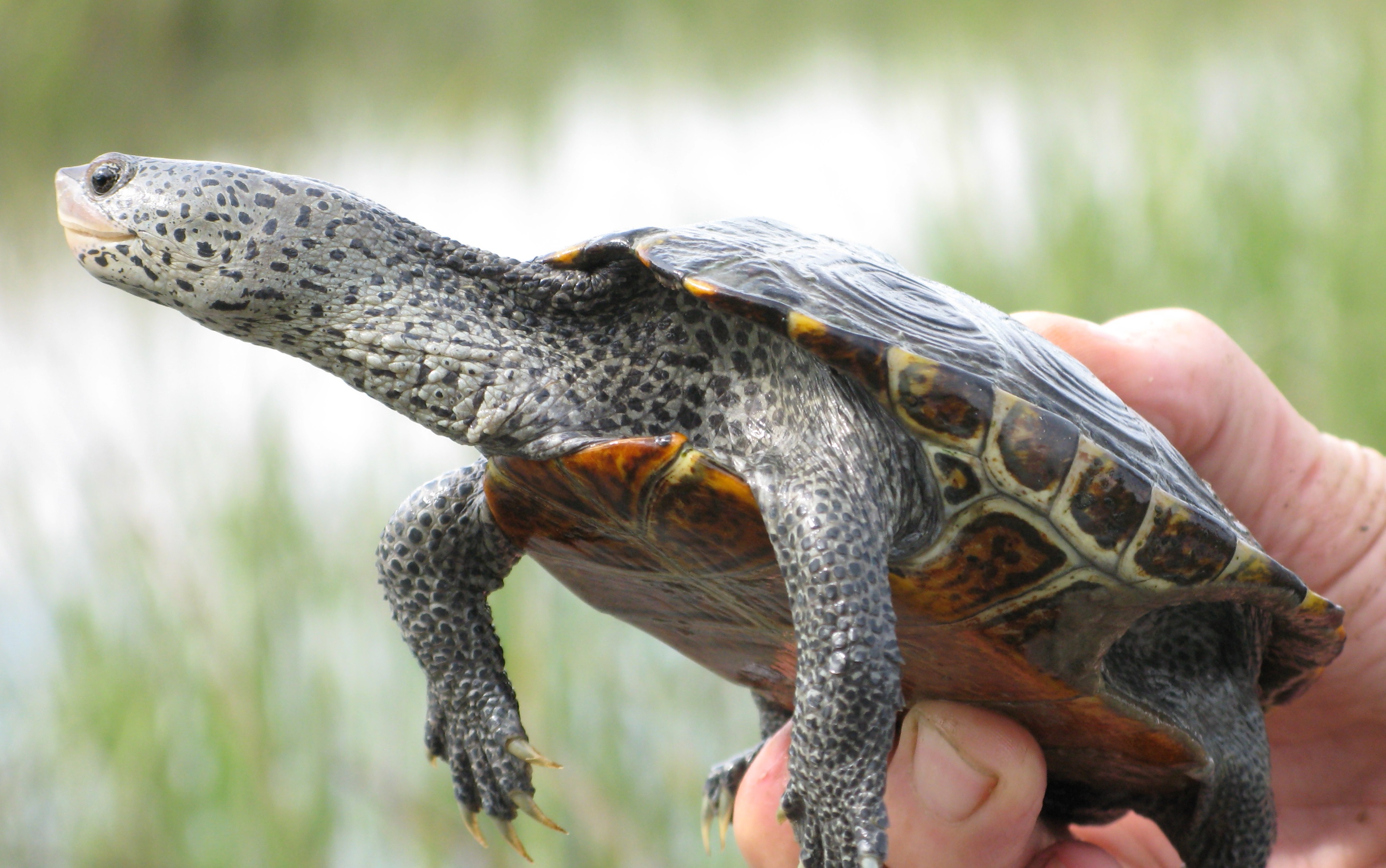 Terrapin