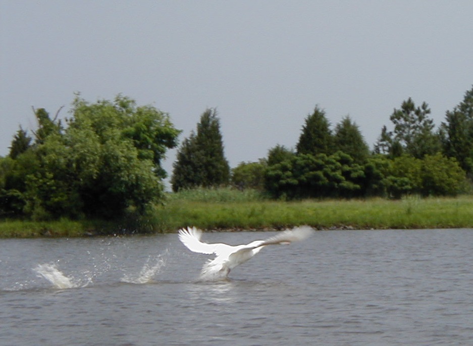 marsh bird