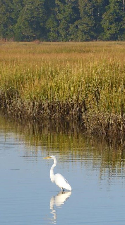 Wetlands