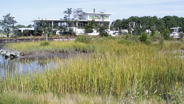 Teaching Marsh in 2000 - After the first growing season