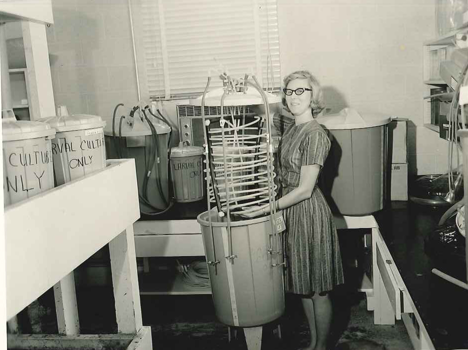 ESL shellfish hatchery work, 1960's