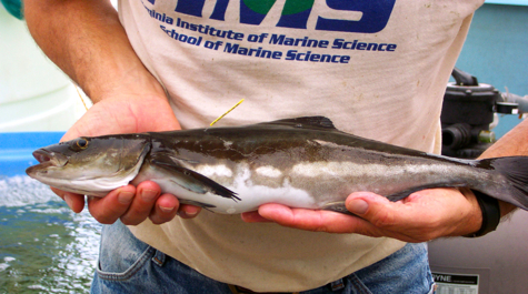 Tagged Cobia