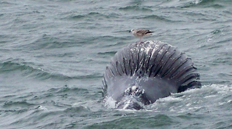 Humpback Whale