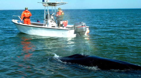 Minke Whale