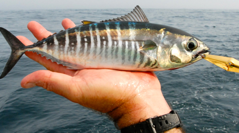 Baby Bluefin