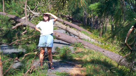 Felled Trees