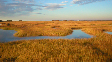 Chesapeake Marshes