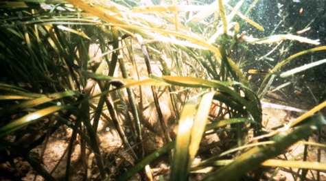 Seagrass Meadow