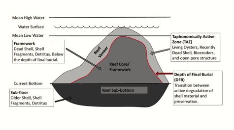 Reef Structure