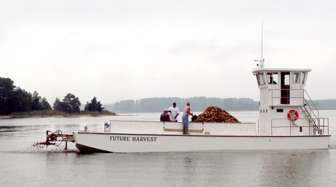 Oyster Planting