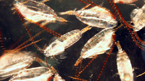 Copepods