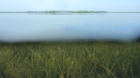 Eelgrass near Goodwin Islands