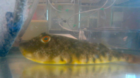 Northern Puffer