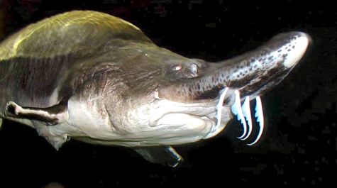 Beluga Sturgeon