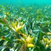 Posidonia australis