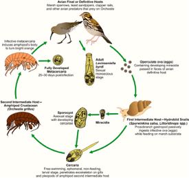 The life cycle of {em}L. byrdi {/em}. Click for details.