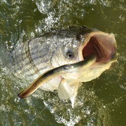 VIMS measured Kepone levels in striped bass from the James River near Hopewell. © K. Rebenstorf/VIMS.