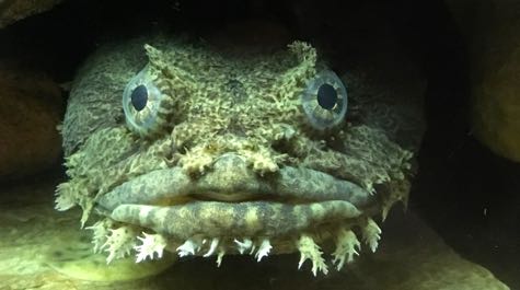 Oyster Toadfish