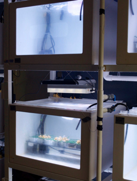 The research team held coral larvae in floating plastic containers during their experiments. The bottom tank holds coral nubbins used in a different experimental treatment. © Emily Rivest/VIMS.