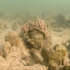 Oyster Reef Restoration