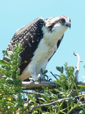 The entangled bird before it exited from the OspreyCam nesting platform.