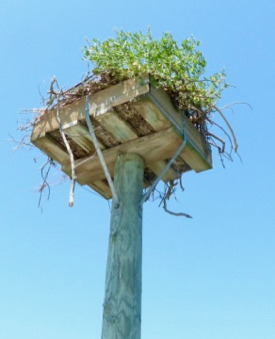 The nesting platform reaches nearly 20 feet above the water and is thus difficult to reach.