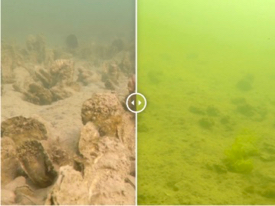 Click the image to compare water quality and marine diversity in areas of a Chesapeake Bay tributary where oyster-reef restoration has and hasn't taken place. © L. Kellogg/VIMS.