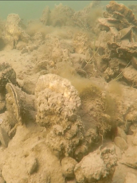 Oyster reefs improve water quality in Chesapeake Bay by filtering sediments. They also provide habitat for many other organisms.  © L. Kellogg/VIMS.