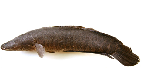 Northern Snakehead