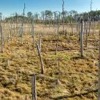 Blackwater Ghost Forest