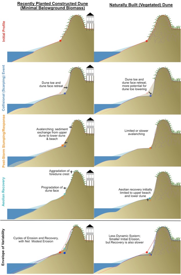 Natural and constructed dunes are thought to respond differently during and after storms. Click for details.