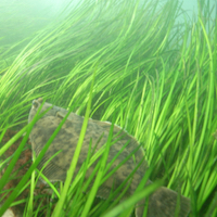 Eelgrass Meadow