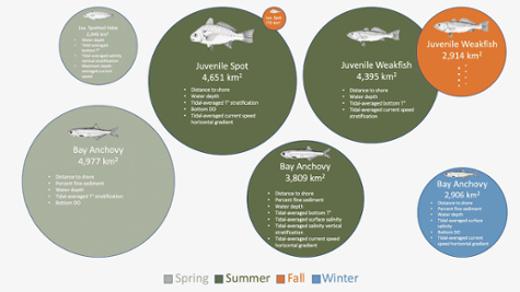 Four to seven habitat conditions best explained the seasonal abundance of juvenile spotted hake, juvenile spot, juvenile weakfish, and Bay anchovy from Chesapeake Bay between 2000 and 2016. Circle size is proportional to mean extent of suitable habitat baywide. Only those seasons during which fish were available to the trawl gear are shown. Click for larger image.