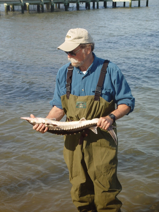 Dr. Jack Musick with an Atlantic sturgeon. © H. Burrell/VIMS.