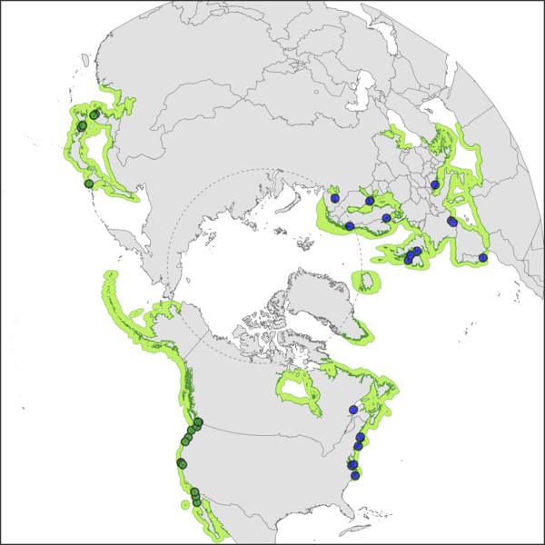 Eelgrass is among the most widespread shallow-water plants in the world. Besides providing food and habitat for many undersea animals, eelgrass protects coastlines from storms, soaks up carbon, and can even reduce harmful bacteria in the water. In most places where it grows, eelgrass is the dominant—or only—seagrass species present. That makes its survival critical to the people and animals that live there. © Matthew Whalen.