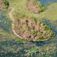 Tree-island Damage