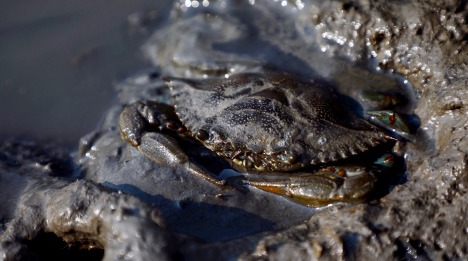 Emerging Blue Crab