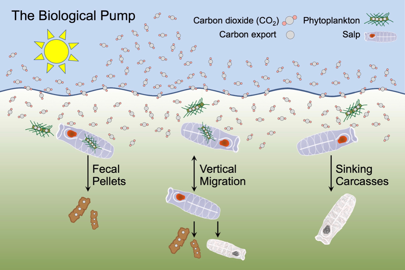 The Biological Pump