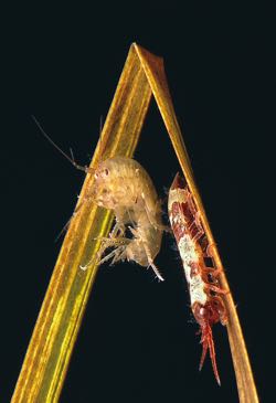 Small crustaceans like this amphipod and isopod can benefit eelgrasses by grazing algae from their blades. © J. Thormar.